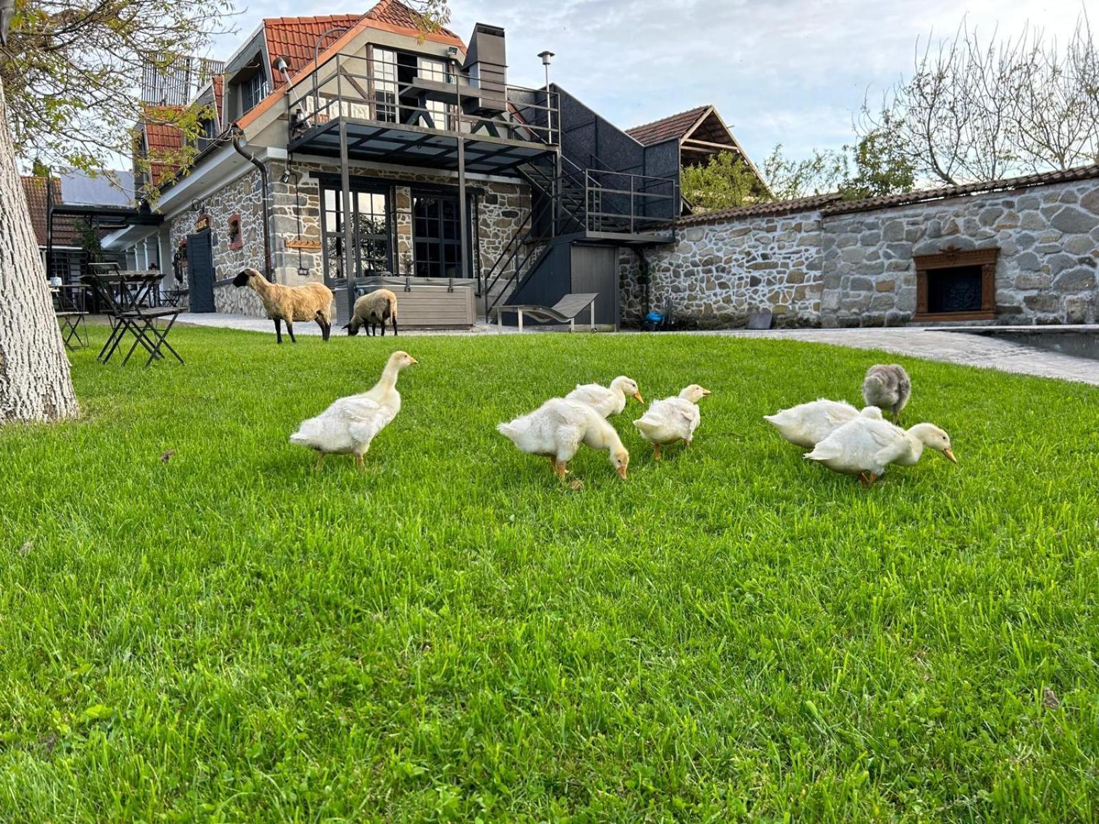 Dvor 13 Hokovce Hotel Buitenkant foto